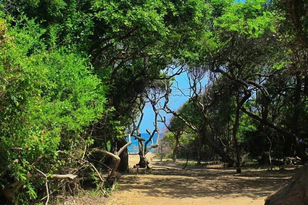 Jungle Beach Trincomalee — 5